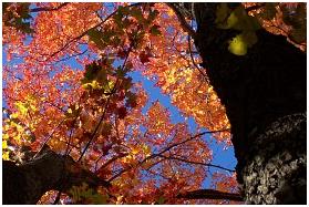 Fall Gutter Maintenance